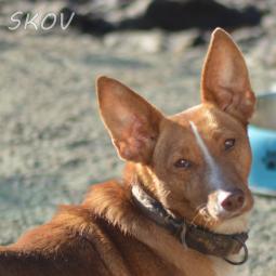 SKOV - Perros en adopción